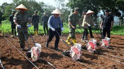 Tekan Inflasi, Pemkab Lahat dan Yonif TP 894/PB Tanam Jagung Hibrida di Lahan TNI