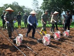 Tekan Inflasi, Pemkab Lahat dan Yonif TP 894/PB Tanam Jagung Hibrida di Lahan TNI